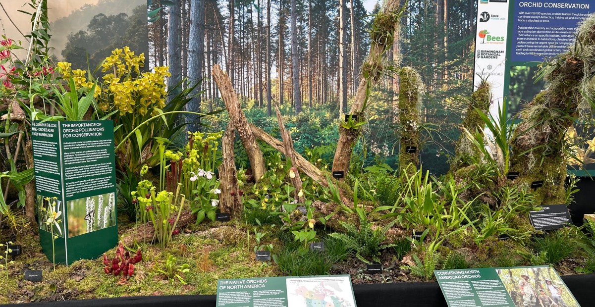 North American orchid display