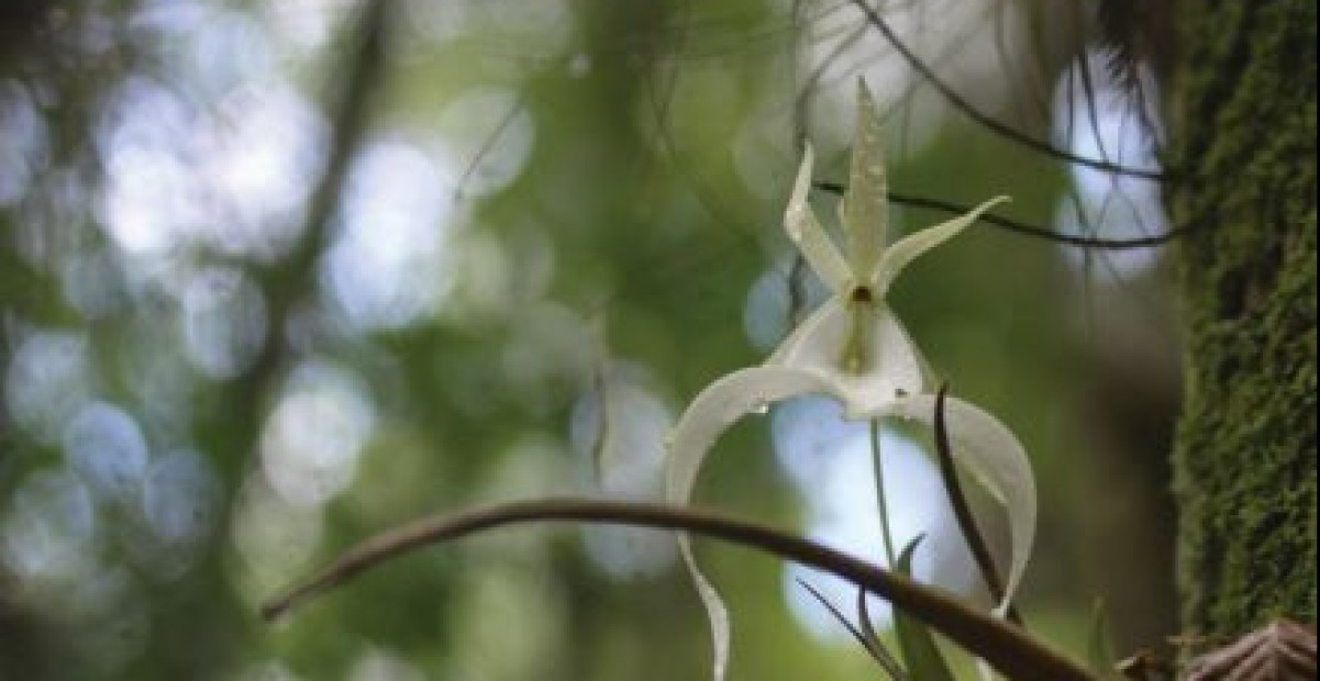 sutton orchid