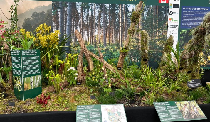 North American orchid display