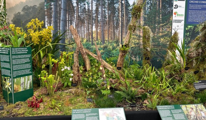 Orchid display in London